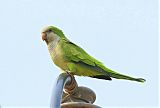 Monk Parakeetborder=